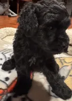 AKC Button, a female Poodle - Toy  for sale in Panama City, FL – 1 of 3