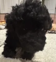 AKC Teddy, a male Poodle - Toy  for sale in Panama City, FL – 3 of 6
