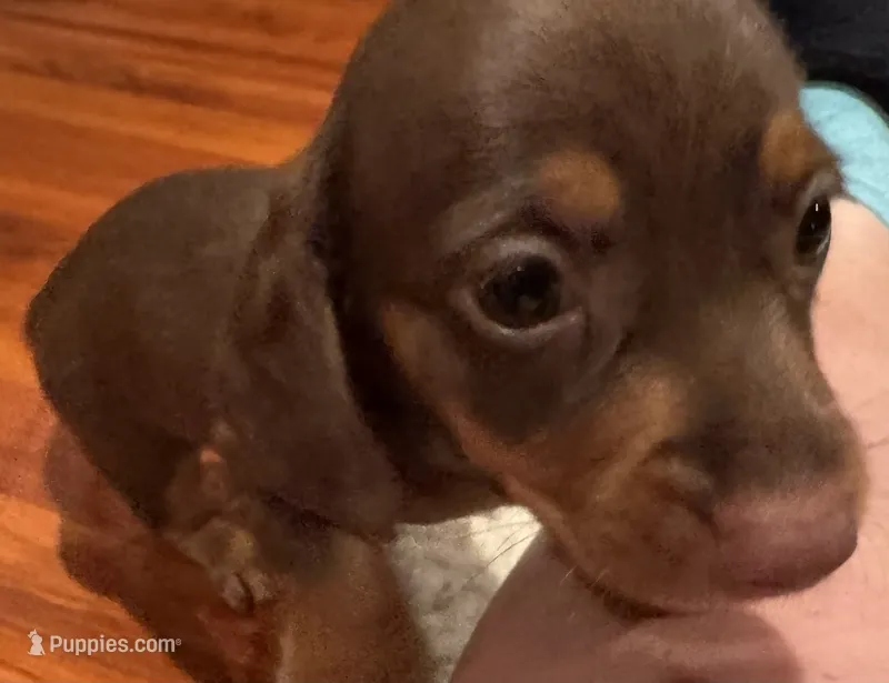 AKC Bella – Miniature Dachshund puppy on hold in Panama City, FL
