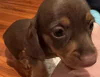 AKC Bella, a female Miniature Dachshund for sale in Panama City, FL – 1 of 7
