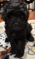 AKC Button, a female Poodle - Toy  for sale in Panama City, FL – 3 of 3