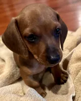 AKC Ready Now, a male Dachshund for sale in Panama City, FL – Photo 6 of 8