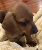 AKC Ready Now, a male Dachshund for sale in Panama City, FL – Photo 2 of 8