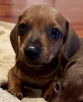 AKC Ready Now, a male Dachshund for sale in Panama City, FL – Photo 1 of 8