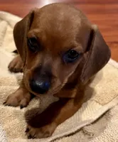 AKC Ready Now, a male Dachshund for sale in Panama City, FL – Photo 7 of 8