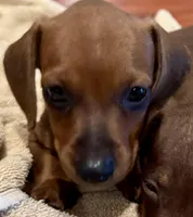 AKC Ready Now, a male Dachshund for sale in Panama City, FL – Photo 4 of 8