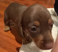 AKC Bella, a female Miniature Dachshund for sale in Panama City, FL – 7 of 7