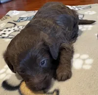 Little Bella, a female Doxiepoo for sale in Panama City, FL – Photo 6 of 7