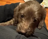 Little Bella, a female Doxiepoo for sale in Panama City, FL – Photo 5 of 7