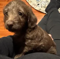 Little Bella, a female Doxiepoo for sale in Panama City, FL – Photo 4 of 7