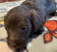 Little Bella, a female Doxiepoo for sale in Panama City, FL – Photo 7 of 7