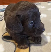 Little Bella, a female Doxiepoo for sale in Panama City, FL – Photo 3 of 7