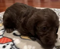 Little Bella - ready in one week!, a female Doxiepoo for sale in Panama City, FL – Photo 4 of 6