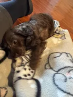 Little Bella - ready in one week!, a female Doxiepoo for sale in Panama City, FL – Photo 5 of 6