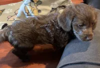 Little Bella - ready in one week!, a female Doxiepoo for sale in Panama City, FL – Photo 6 of 6