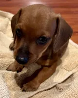 AKC Ready Now, a male Miniature Dachshund for sale in Panama City, FL – Photo 5 of 10