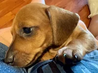 AKC Ready Now, a male Miniature Dachshund for sale in Panama City, FL – Photo 4 of 10