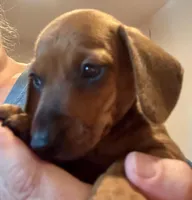 AKC Ready Now, a male Miniature Dachshund for sale in Panama City, FL – Photo 6 of 10