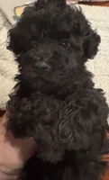 AKC Teddy, a male Poodle - Toy  for sale in Panama City, FL – 5 of 5