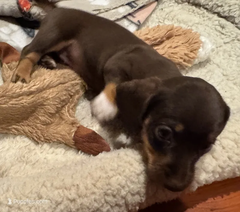 AKC Hershey – Miniature Dachshund puppy for sale in Panama City, FL