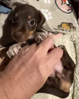 AKC Hershey, a female Dachshund for sale in Panama City, FL – 9 of 10