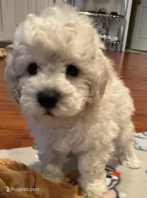 AKC Milo – Poodle - Toy  puppy for sale in Panama City, FL