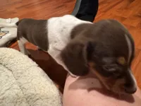 AKC Socks, a female Dachshund for sale in Panama City, FL – 10 of 10