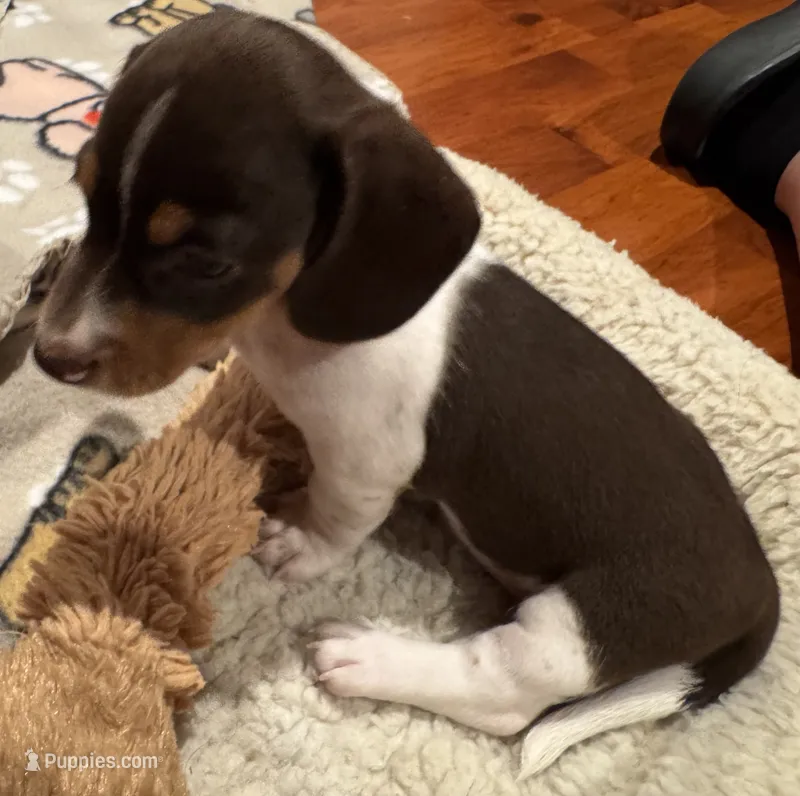AKC Socks – Dachshund puppy for sale in Panama City, FL