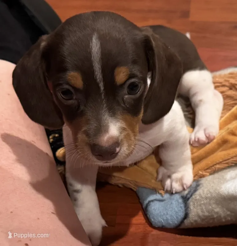 AKC Socks – Miniature Dachshund puppy for sale in Panama City, FL