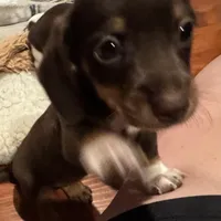 AKC Hershey, a female Dachshund for sale in Panama City, FL – 4 of 10
