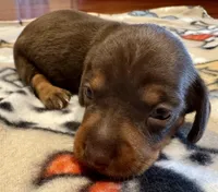 AKC Hershey, a male Miniature Dachshund for sale in Panama City, FL – Photo 4 of 7