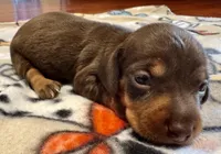 AKC Hershey, a male Miniature Dachshund for sale in Panama City, FL – Photo 1 of 7