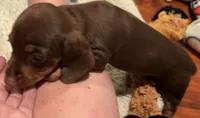 AKC Bella, a female Dachshund for sale in Panama City, FL – 6 of 7