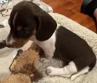 AKC Socks, a female Miniature Dachshund for sale in Panama City, FL – 9 of 10