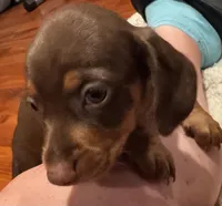 AKC Bella, a female Miniature Dachshund for sale in Panama City, FL – 2 of 7