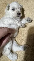 AKC Angel, a female Poodle - Toy  for sale in Panama City, FL – 3 of 4