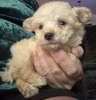 AKC Tiny, a male Poodle - Toy  for sale in Panama City, FL – 5 of 6
