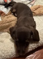 AKC Hershey, a female Dachshund for sale in Panama City, FL – 6 of 10