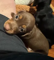 AKC Bella, a female Miniature Dachshund for sale in Panama City, FL – 4 of 7