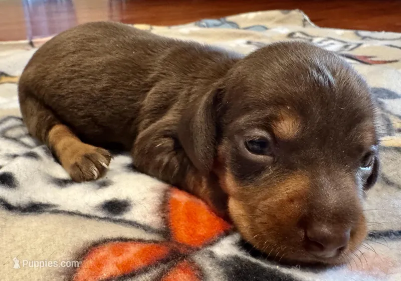 AKC Hershey, a female Dachshund for sale in Panama City, FL – Photo 1 of 7