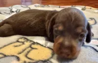 AKC Hershey, a female Dachshund for sale in Panama City, FL – Photo 5 of 7