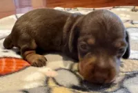 AKC Hershey, a female Dachshund for sale in Panama City, FL – Photo 2 of 7