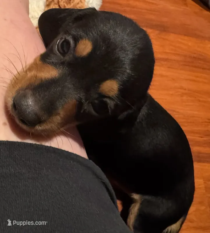 AKC Teddy – Dachshund puppy for sale in Panama City, FL