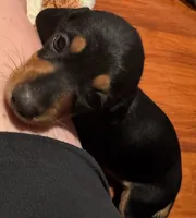 AKC Teddy, a male Dachshund for sale in Panama City, FL – 1 of 5