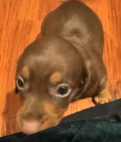AKC Bella, a female Miniature Dachshund for sale in Panama City, FL – 7 of 7
