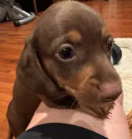 AKC Bella, a female Dachshund for sale in Panama City, FL – 5 of 7