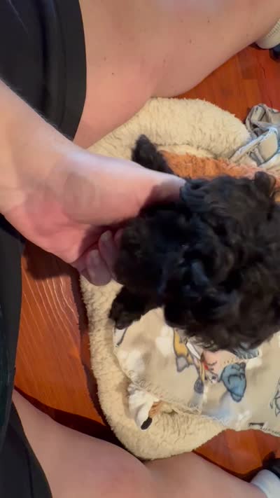 AKC Teddy, a male Poodle - Toy  for sale in Panama City, FL – 6 of 6