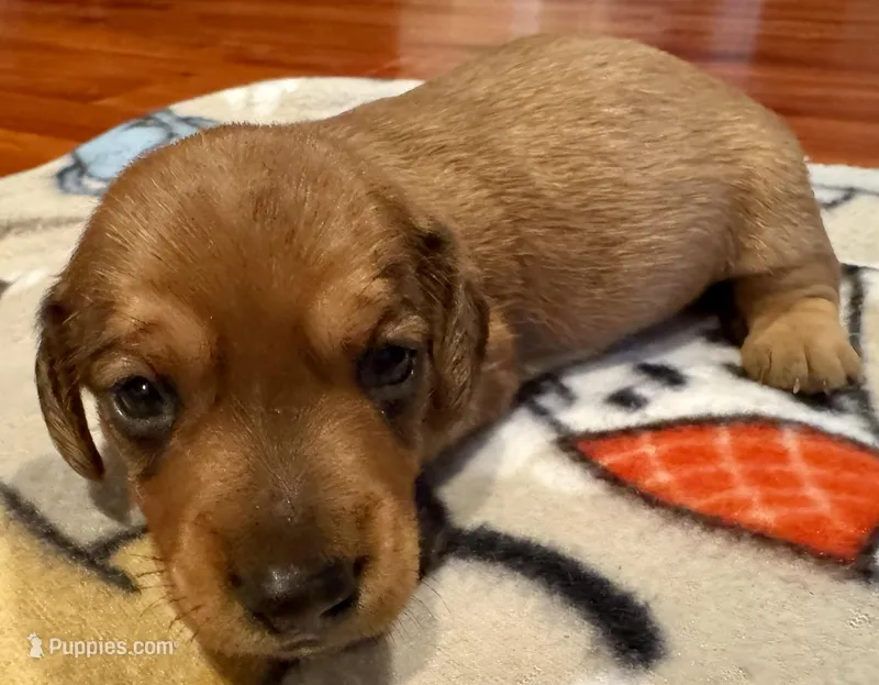 AKC Cooper – Dachshund puppy for sale in Panama City, FL