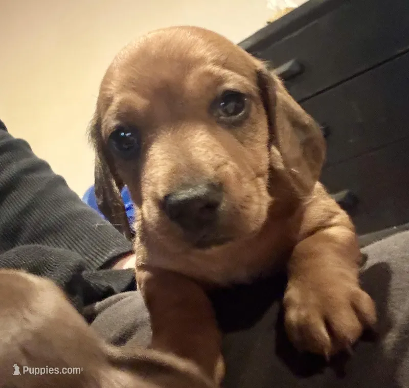 AKC Cooper – Dachshund puppy on hold in Panama City, FL