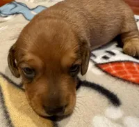 AKC Cooper, a male Dachshund for sale in Panama City, FL – Photo 3 of 5